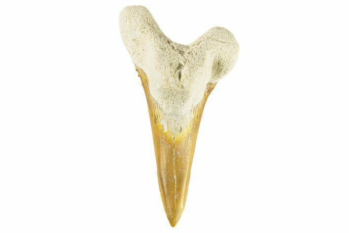 Bone Valley Shark Tooth (Hemipristis) - Lower Tooth #258211